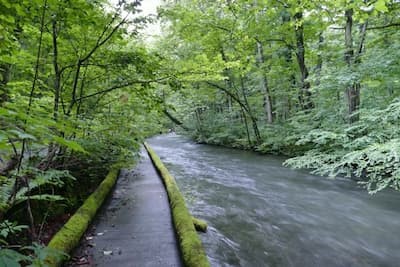 奥入瀬渓流の遊歩道：木道